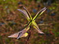 Forsythia viridissima Kumson IMG_1717 Forsycja zielona